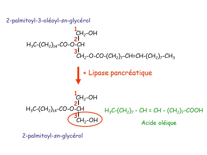2-palmitoyl-3-oléoyl-sn-glycérol 2-palmitoyl-sn-glycérol